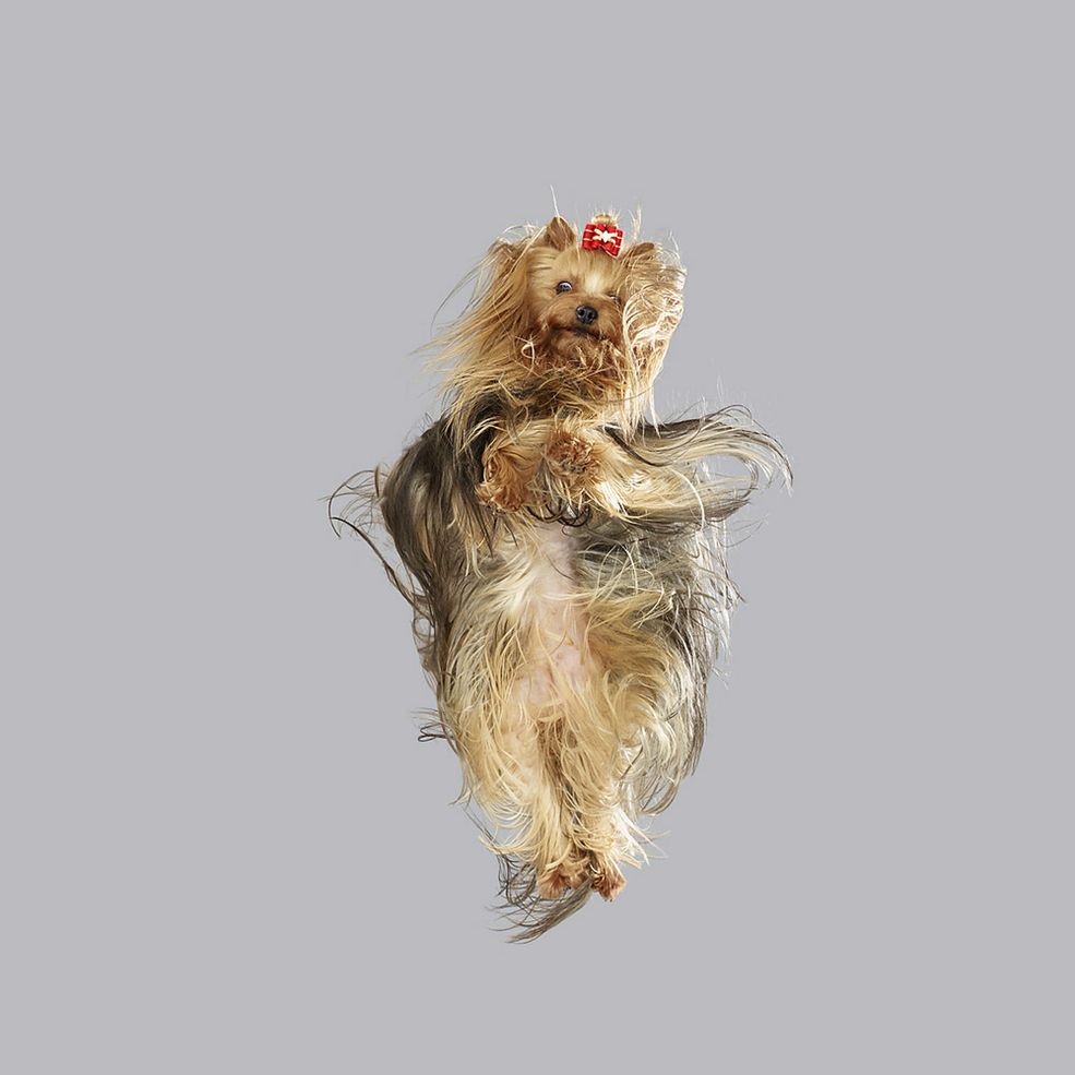 „Flying Dogs” to projekt dla typowych miłośników psów, którzy rozumieją, że „pieskie życie” to nie tylko chodzenie na spacery ze smyczą, ale również ogrom uczuć i radości, które płyną z interakcji między człowiekiem, a zwierzęciem. Cała seria pokazuje wolność i bezwarunkową miłość będące nierozłącznym elementem opieki nad psem.