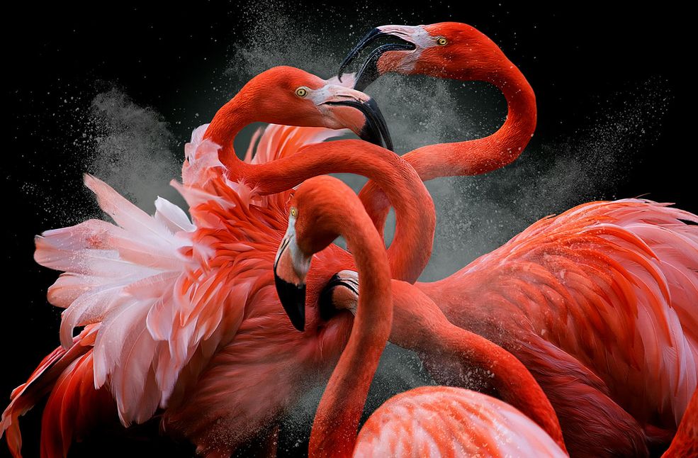Jury Bird Photographer of the Year ogłosiło zwycięzców po raz trzeci. Celebracja ptasiego piękna i hołd dla jakości i możliwości współczesnej fotografii cyfrowej to główne cele tego konkursu. Dzięki współpracy Nature Photographers Ltd i Brytyjskiego Towarzystwa Ornitologicznego powstał w 2016 roku największy konkurs dla miłośników fotografii i ptaków.