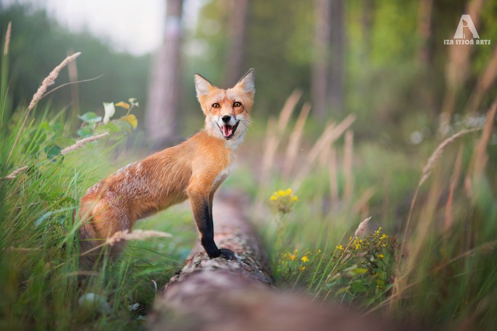 Po jakimś czasie Iza postanowiła rozszerzyć swoją działalność i rozpoczęła fotografowanie zwierząt znajomych. Z czasem stało się to jej jeszcze większą pasją. Mimo młodego wieku ta fotografka potrafi wydobyć prawdziwą naturę ze swoich bohaterów.