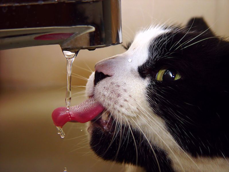Drinken