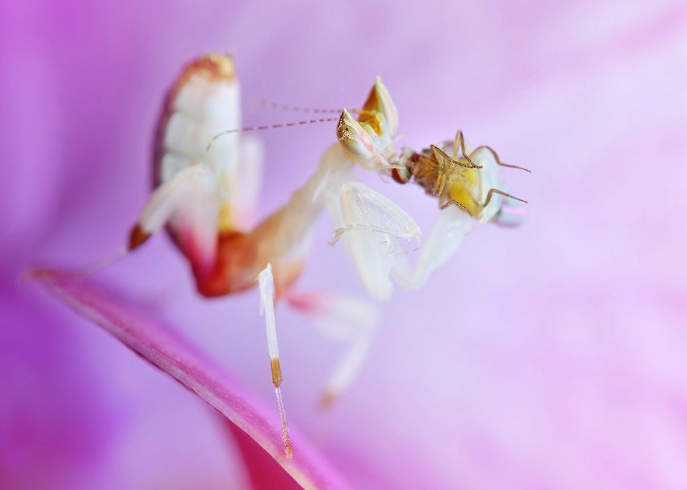 Skoro już wspomniałeś o Nat Geo, to powiedz – co Cię inspiruje?
Moje inspiracje zawsze bazowały na kategorii: ,,Natura". Najbardziej lubiłem oglądać takie prace. Nie dotyczy to tylko makro i owadów ale całości natury, czyli na przykład dalekich zakątków świata, ciekawych krajobrazów czy rzadkich zwierząt.
Zawsze kręciła mnie egzotyka, dlatego wymieniam jako inspirację Igora Siwanowicza. Według mnie jest mistrzem w tym, co robi. Zaraził mnie pięknem modliszek i gekonów oraz zainspirował miękkim światłem.
W jego pracach widać prawdziwą pasję, ale też ogromnie ciężką pracę. Odkąd tylko natknąłem się na zdjęcia tego człowieka, wiedziałem, że będzie moim niedoścignionym wzorem.
Dzięki niemu zająłem się też hodowlą egzotycznych stworzeń, co pozwala mi wykonywać zdjęcia, kiedy tylko mam na to ochotę - nie zważając na niesprzyjające warunki czy zimę, gdy inni są zmuszeni odpoczywać od fotografii.
Oprócz Igora jest na świecie sporo dobrych fotografów, którzy reprezentują profesjonalny poziom. Należą do nich choćby: Thomas Shahan, Nikola Rahme, Tomas Rak, Colin Hutton, czy John Hallmen. Każdy z nich niesamowicie panuje nad światłem i ciężko byłoby określić - kto zasługuje na miano najlepszego.