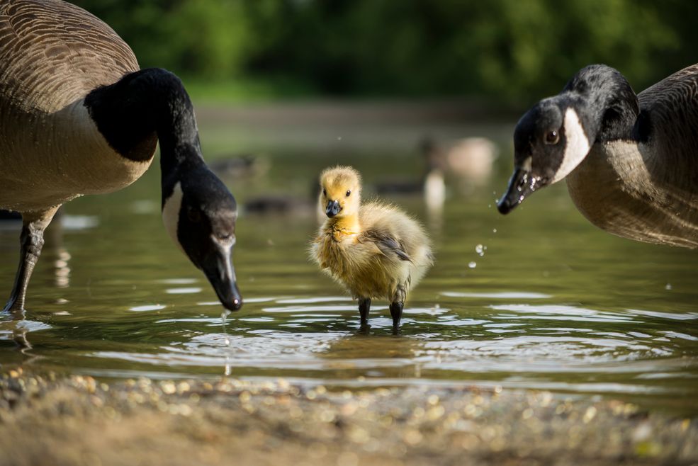 Bartek zawsze informuje swoich najbliższych, gdy idzie w teren i kiedy planuje wrócić. Fotografowanie dzikich zwierząt nie zawsze jest bezpieczne. Uważa, że najlepsze zdjęcia wykonuje się podczas samotnych wypraw, bo większa liczba osób skutecznie odstrasza zwierzęta. Trzeba jednak brać pod uwagę, że można zostać zaatakowanym lub zwyczajnie skręcić kostkę.
- Uważam, że szacunek do przyrody i uruchomienie wyobraźni pozwala uniknąć potencjalnego niebezpieczeństwa.
