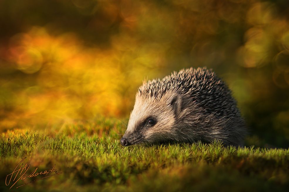 Makowski fotografuje zaledwie od 4 lat. I chociaż początkowo skupiał się na zdjęciach krajobrazowych, jego największy talent objawił się w fotografii makro.