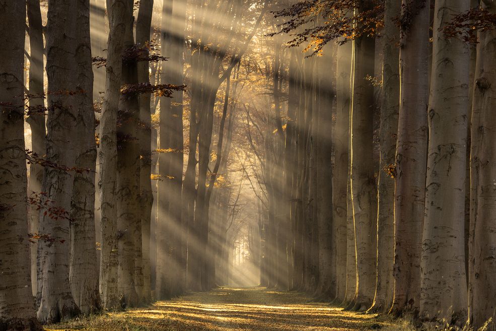 Zdjęcia te zostały wykonane w holenderskim Lochem, o różnych porach dnia i roku. Dzięki temu, fotograf wydobywa z podobnych miejsc odmienny charakter i przekazuje tym samym różne emocje.