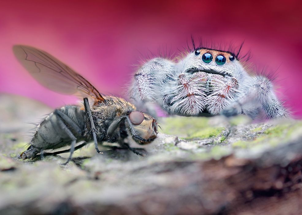 Właściwie, dlaczego makro? To raczej nisza fotograficzna.
Sprzęt dominujących producentów kosztuje sporo, umiejętności zdobywa się w dość długim czasie, a samo ryzyko wykonywanych zdjęć jest duże. Ludzie chcą efektów ,,na już", a w tym przypadku nawet najlepszym zdarza się powrót z pleneru bez żadnego dobrego zdjęcia. Owadów nie można skłonić do współpracy. Wiele razy zaczynają się kręcić, a nawet odlatują. Znalezienie motyla w gęstej trawie o świcie, gdzie światła jest jak na lekarstwo, to już duży sukces, a sfotografowanie go w ciekawy sposób z ładnym światłem i tłem, to dodatkowe problemy, na które musimy zwrócić uwagę.
Z egzotyką wcale nie jest łatwiej. Modliszki stawiają skrzydła tylko na ułamek sekundy, podczas którego musimy oddalić się, złapać ostrość i wykonać zdjęcie. Gekon, skorpion czy ptasznik jest z kolei w stanie nas zaatakować. Dlatego nigdy nie można nikomu obiecać, że jutro zrobię wspaniałe zdjęcia. To loteria. Niemniej jednak podoba mi się makrofotografia. Ryzyko kusi ludzi nie od dziś. Wysoki stopień trudności tym bardziej nakręca do pracy. Chyba nikt nie chciałby wykonywać wyłącznie prostych zleceń.
Życie człowieka to wyzwanie. Nie można iść na łatwiznę, bo przestaniemy się rozwijać. Swego czasu próbowałem także swoich sił w portrecie i innych fotograficznych dziedzinach, ale przyznam szczerze, że to właśnie makro odpręża najbardziej. Tutaj nie musimy się nigdzie spieszyć. Poranne plenery wspaniale relaksują. Wszechobecna cisza pośród wchodzącego słońca pozwala nam zebrać myśli i odpocząć od zgiełku.