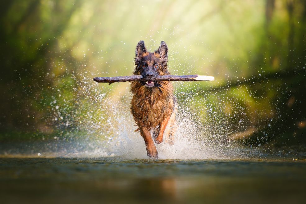 Fotografka wypracowała sobie technikę pracy ze zwierzętami. Stosuje technikę nagradzania. Używa smakołyków lub zabawek, dzięki czemu psy są zawsze zadowolone, a sesja zdjęciowa jest dla nich przyjemnością. Kiedy chce, żeby pies spojrzał w obiektyw, korzysta z piszczących zabawek, albo sama wydaje dziwne dźwięki. Często prosi też właścicieli o pomoc.