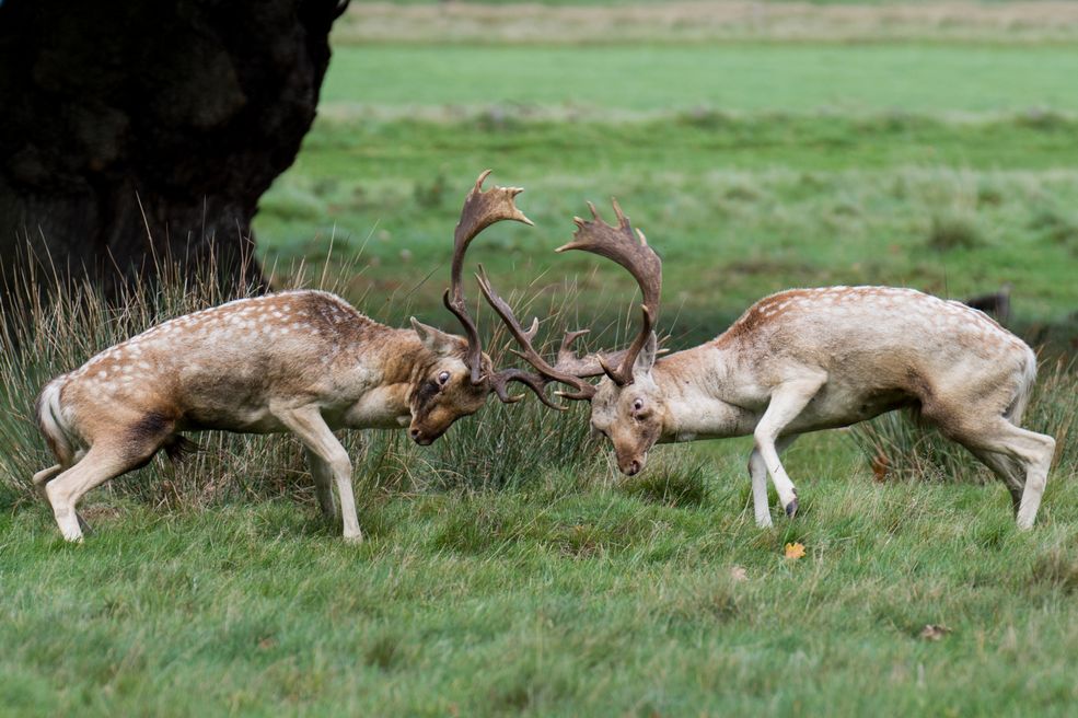 Na swoje "bezkrwawe łowy" Bartek wybiera pobliskie parki oraz rezerwaty przyrody w Wielkiej Brytanii, takie jak właśnie Richmond Park, Bushy Park, Regents Park. Kiedy jest w Polsce odwiedza swoje ulubione lasy, rzeki, pobliskie stawy. Największą przyjemność sprawia mu podchodzenie oraz tropienie zwierząt. Wtedy naprawdę można poczuć się myśliwym z aparatem w ręku.