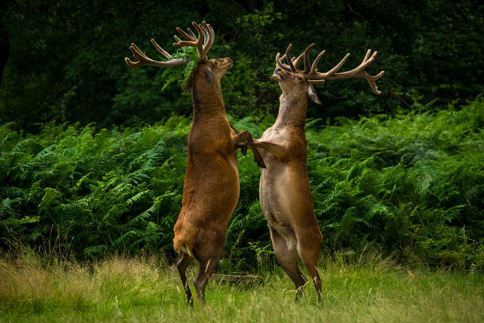 W ostatniej edycji Comedy Wildlife Photography Awards zdjęcie "Tańczące Jelenie" zagwarantowały mu miejsce w finale. W londyńskim Richmond Park dzikie zwierzęta żyją na wolności w zgodzie z człowiekiem. Są przyzwyczajone do obecności ludzi, ale to wciąż dzikie zwierzęta - nadal nie są bezpieczne i trzymają się na dystans. O zdjęciu "Tańczące jelenie" zadecydowały ułamki sekund.
- Pamiętam, że był to dość upalny, lipcowy dzień i jelenie szukały cienia. W tym okresie jelenie przebywają w chmarach, przemieszczając się szukają pożywienia. Najwidoczniej wywiązała się jakaś sprzeczka i byki po prostu stanęły na przeciwko siebie. W tym momencie nie zawiodła mnie wyuczona rutyna, żeby zawsze mieć gotowy aparat do zrobienia zdjęcia. Wykonałem około 7 zdjęć i modliłem się, żeby chociaż to jedno okazało się ostre - opowiada Bartek.