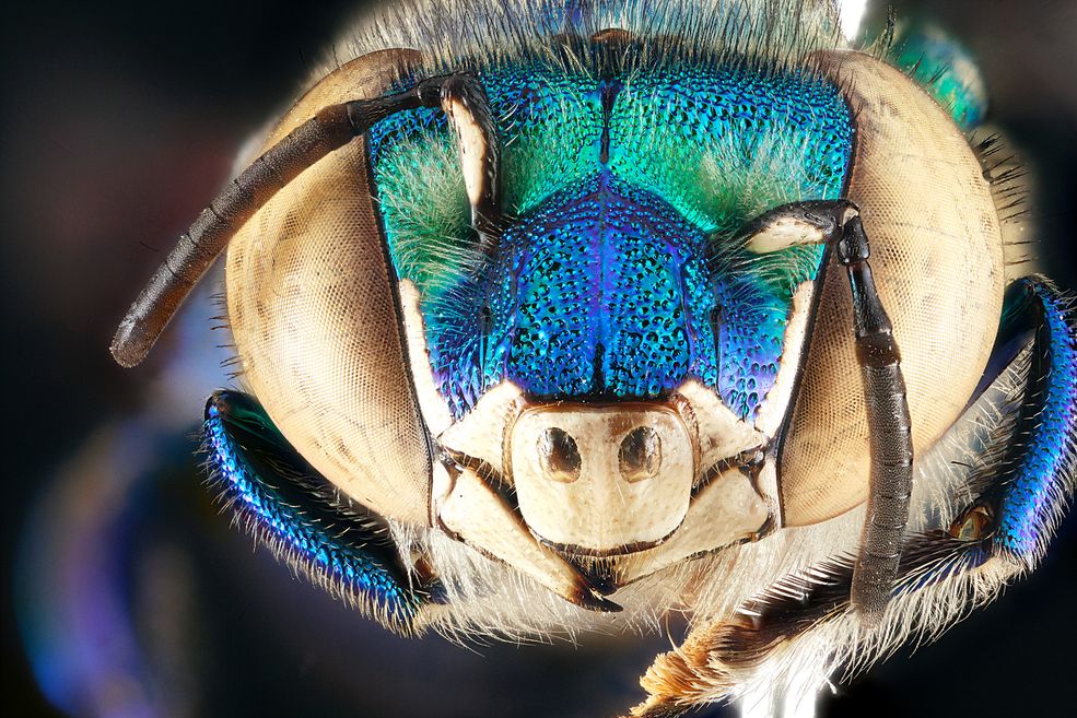 3 Pszczoła Euglossa dilemma, fot. USGS Bee Inventory and Monitoring