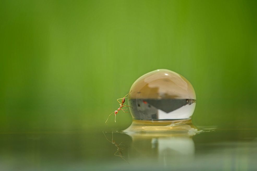 Świat makro przyciąga fotografa, ponieważ ten odczuwa naturalną potrzebę obserwowania, poznania i zrozumienia zasad jego działania. Jakaś tajemnicza siła ciągnie go ku temu wszystkiemu. Tri chce pokazać wspaniałość tego niecodziennego środowiska, szukając przy tym dozy humoru.