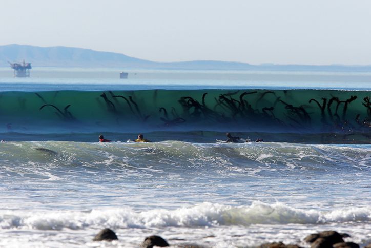 6 Surferzy nie mają się czego obawiać - nie goni ich Kraken, to zwykłe wodorosty. Zdjęcie wykonał Jon Shafer.