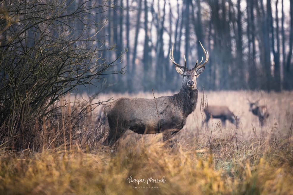 Dlaczego góry, a nie na przykład Mazury, do których masz bliżej?
Parę lat temu, o ile dobrze pamiętam w Sylwestra 2015 roku, miałem taką chwilę refleksji, moment zastanowienia nad mijającym czasem. Zastanawiałem się, co ważnego i wartego zapamiętania zdarzyło się w tym kończącym się właśnie roku, co mi utkwiło w pamięci. Wyszło, że wyjazdy w góry były takimi błyszczącymi punktami - jak rajskie wyspy na morzu szarej, zwykłej codzienności. Pamiętałem każdy, bardzo szczegółowo i z detalami. Pomyślałem wtedy, że chciałbym mieć takich wspomnień jak najwięcej. Przyszło mi do głowy postanowienie noworoczne: jeździć jak najczęściej w góry - przynajmniej raz w miesiącu.
Podzieliłem się nim z żoną. Wtedy uśmiechnęła się tylko, ale w tym uśmiechu było zrozumienie. Muszę tu powiedzieć od razu: moja Ania jest wspaniałą kobietą, nigdy nie robi mi problemów i doskonale rozumie, co to znaczy mieć pasję. Pierwszy wypad 2016 roku - w Karkonosze - był już drugiego stycznia. Pamiętam, że pogoda nie rozpieszczała, było zimno, szaro i pochmurnie, ale i tak bardzo dobrze go wspominam.