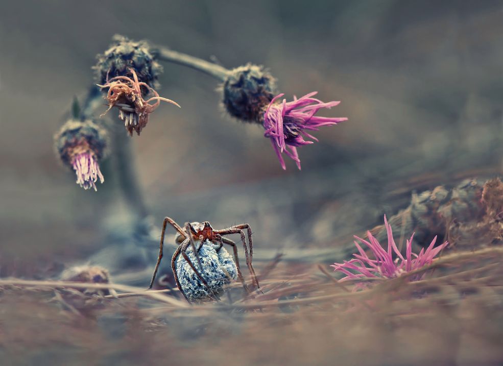 7 © Krasimir Matarov, Bułgaria, zwycięzca w kategorii otwartej Sony World Photography Awards 2013, kategoria: natura i dzika przyroda
