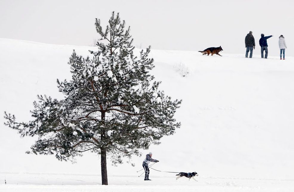 Zawody w skijoringu. I miejsce, Sport, zdjęcie pojedyncze.