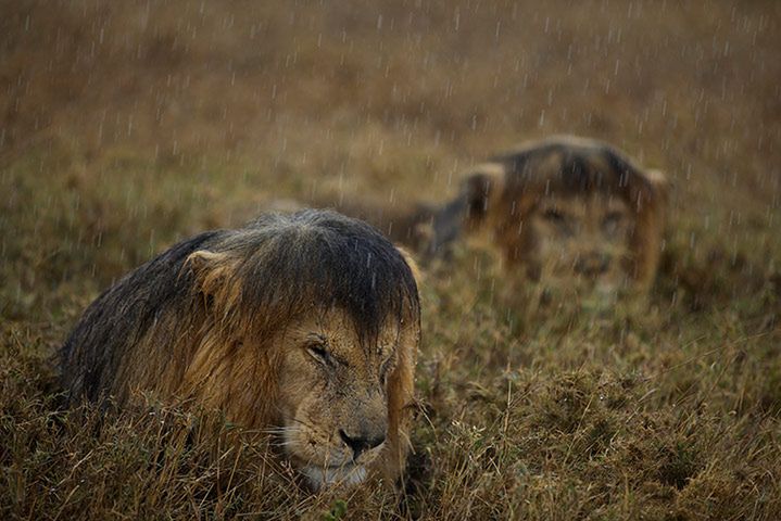 3 Wildlife Photographer of the Year jest jednym z najbardziej prestiżowych konkursów tego typu.
© Michael Nichols/National Geographic /2013 WPY