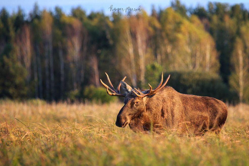 Chyba nie zawsze wszystko się udaje? Jaka jest twoja największa fotograficzna porażka?
Szczerze mówiąc ciężko mówić o porażce, bo nie traktuję fotografii zadaniowo. To nie jest mój jedyny cel, a raczej część pasji, jaką jest obcowanie z przyrodą. Wiele razy zdarzyły mi się wyjazdy w góry, kiedy nie zrobiłem ani jednego zdjęcia, pomimo tego że miałem cały plecak wypełniony sprzętem - po prostu pogoda na to nie pozwalała. Przez dwa, albo trzy dni padał deszcz. W lutym tego roku przechodziłem Tatry Zachodnie - to były trzy dni spędzone w mrozie, przy dużym śniegu, w zagrożeniu lawinowym, gęstej mgle. Aparat wyjąłem z plecaka dosłownie na jedną chwilę, nie mam z tego wyjazdu pięknych zdjęć - ale czy to była porażka? Nie. Raczej przygoda!
