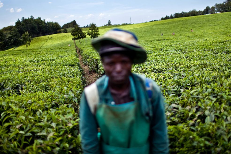 5 Region Kericho w Kenii słynie z uprawy herbaty. Fot. Łukasz Kuś.