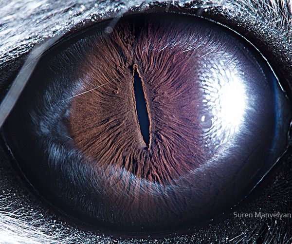 3 Fotografie Manvelyana przedstawiają wyjątkowe zbliżenia oczu wielu różnych zwierząt: od sów, przez koty i psy, po hipopotama czy konia. Wszystkie zdjęcia są podpisane na stronie autora.