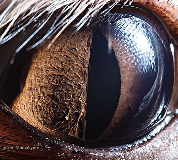 5 Pierwszą część cyklu zdjęć makro możecie obejrzeć na profilu Manvelyana na Behance.