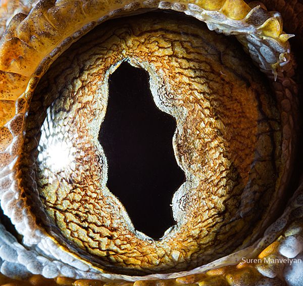 6 Pierwszą część cyklu zdjęć makro możecie obejrzeć na profilu Manvelyana na Behance. Seria trafiła do finału konkursu Sony World Photography Awards.