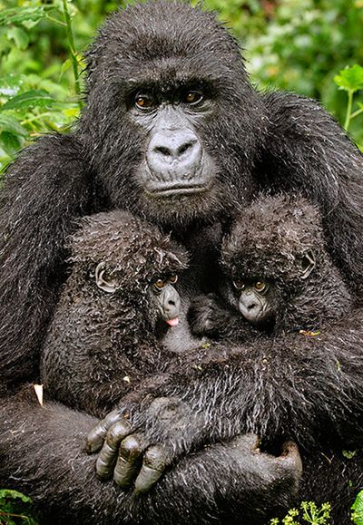 1 Znamy już skróconą listę fotografów wyróżnionych w konkursie Wildlife Photographer of the Year 2013, organizowanym przez Muzeum Historii Naturalnej w Londynie i BBC Worldwide. Wśród zwycięzców tegorocznej edycji jest Polak Łukasz Bożycki. Każda edycja przyciąga wielu fotografów z całego świata.
© Diana Rebman/2013 WPY