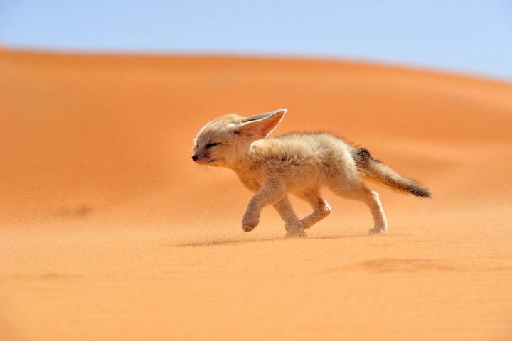 1 Fenek, wielkouchy mieszkaniec Sahary. Fot. Francisco Mingorance/National Geographic Traveler Photo Contest