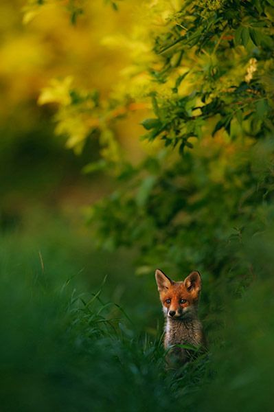 1 Zwycięzca całego konkursu oraz kategorii Ssaki - "Wieczorna idylla" z lisem w świetle zachodu słońca, fot. Hermann Hirsch
© GDT Nature Photographer of the Year 2013