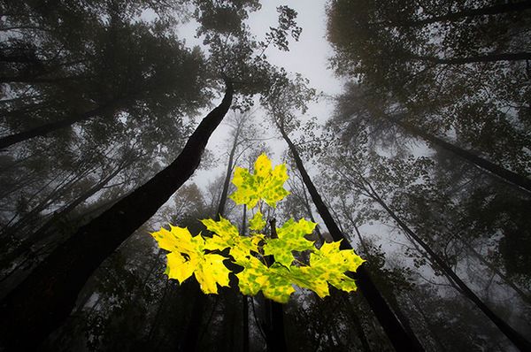 9 Drugie miejsce w kategorii Rośliny i grzyby. Fot. Joachim Wimmer.
© GDT Nature Photographer of the Year 2013
