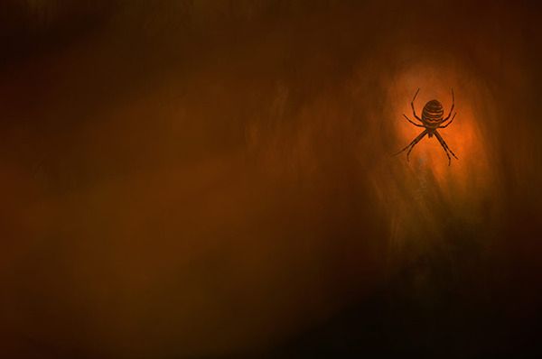 6 Zwycięzca w kategorii Pozostałe Zwierzęta - pająk w obiektywie Klausa Tamma
© GDT Nature Photographer of the Year 2013