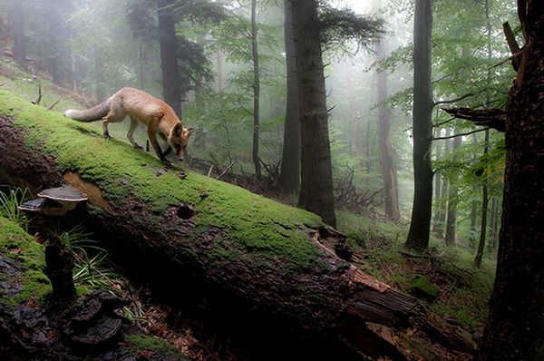 5 Lisy we mgle (fot. Klaus Echle), drugie miejsce w kategorii Ssaki
© GDT Nature Photographer of the Year 2013
