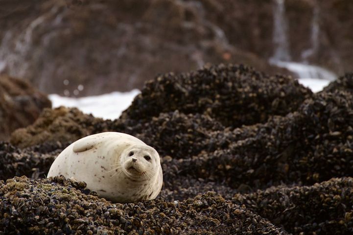 7 Foka wypatrzona w Oregonie. Fot. Gary Migues/National Geographic Traveler Photo Contest