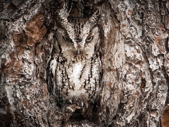 9 Znajdź sowę! Fot. Graham McGeorge/National Geographic Traveler Photo Contest