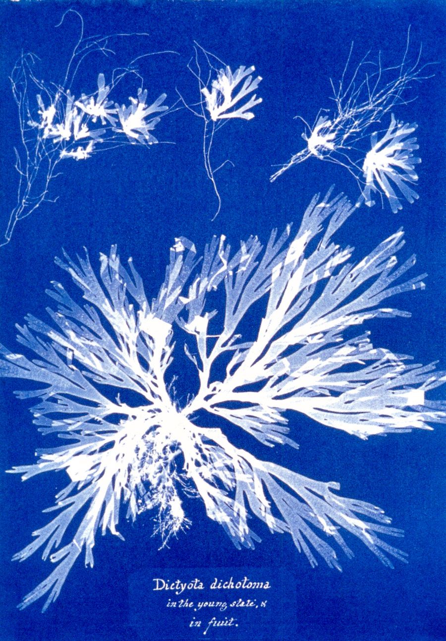 5 Jedna z ilustracji z zielnika poświęconego florze Wielkiej Brytanii © Anna Atkins