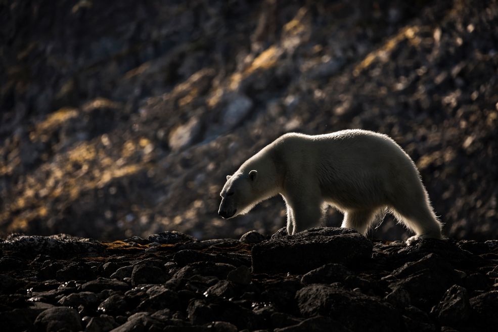 Każdy mieszkaniec Europy i Ameryki Północnej generuje rocznie około 100 kilogramów plastikowych śmieci, a z roku na rok ta liczba rośnie. Foliowa torba używana jest średnio przez zaledwie 12 minut, po czym ląduje w koszu. Warto zdać sobie sprawę, że śmieci nie znikają w momencie wrzucenia ich do kubła.