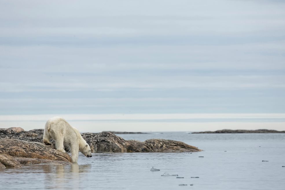 W pysku tego niedźwiedzia polarnego nigdy nie powinna znaleźć się plastikowa torba. To co my, konsumenci możemy zrobić, aby nie przyczyniać się do zanieczyszczania środowiska, to świadome wybieranie produktów, tak by ilość tworzyw sztucznych potrzebnych do ich opakowania była jak najmniejsza. Zamiast kupować wodę w plastikowych butelkach PET lepiej wyposażyć się butelkę wielorazowego użytku, a plastikowe torby na zakupy zastąpić materiałowymi.