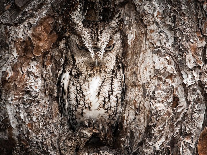 6 Dobrze zamaskowana sowa. Fot. Graham McGeorge