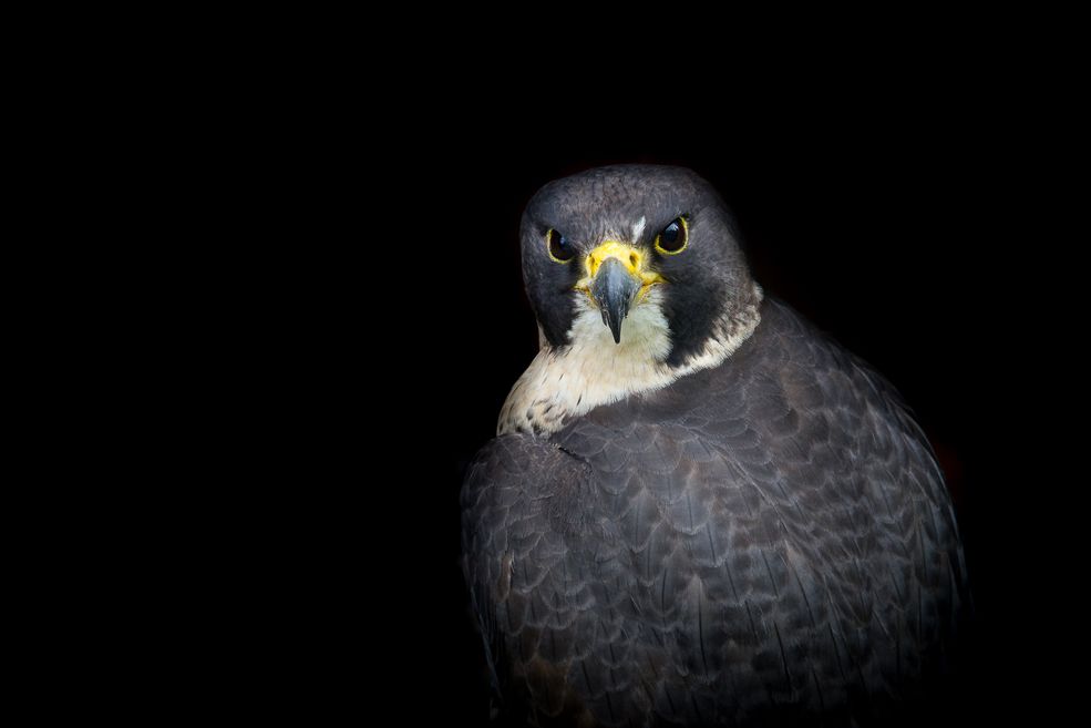 Adriana Pytlowana jest młodą fotografką z Opola. Często zdarza jej się fotografować z lotu ptaka - posiada kwalifikacje niezbędne by legalnie wykonywać loty dronami. Zdarza się jej też portretować ptaki.