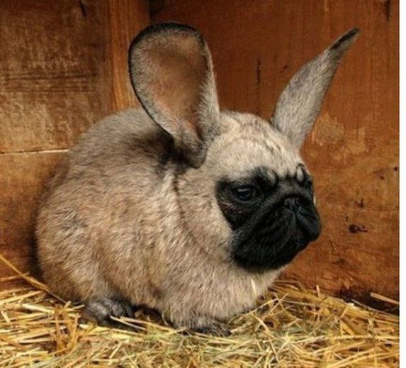 7 Na koniec tradycyjnie udany Photoshop - graficy w roli inżynierów genetycznych: http://hugelol.com/lol/167799