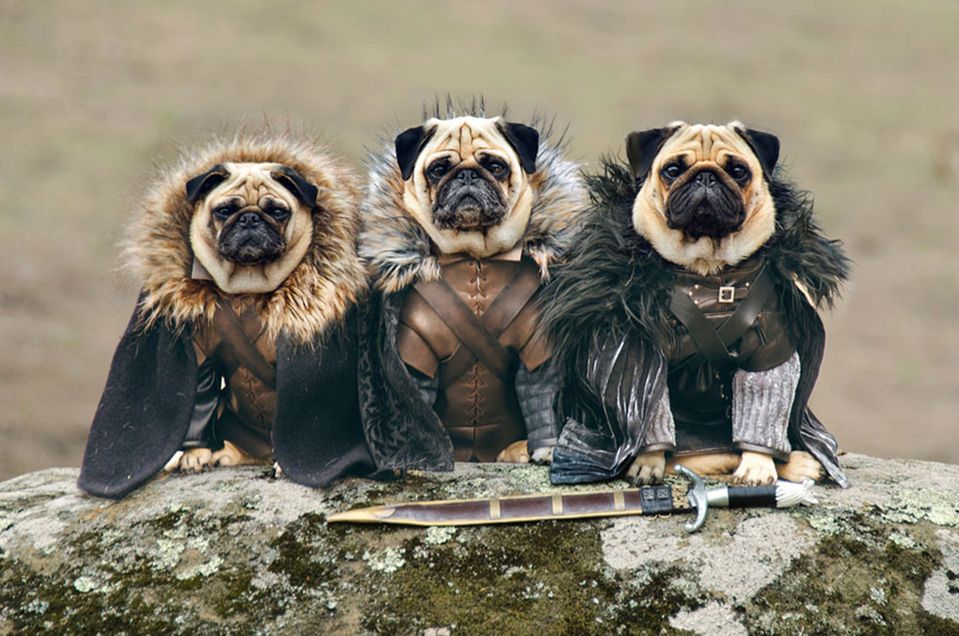 Roxy, Blue and Bono, czyli mopsy z Westeros
Trzy urocze mopsy z Kalifornii, które uwielbiają być przebierane wystąpiły w rolach bohaterów Gry o Tron. Ich właściciele Phillip Lauer i jego żona Sue, stworzyli przeuroczy projekt, który zaczął się niewinnie bo od przebrania na zeszłoroczne Halloween. Brace yourself!