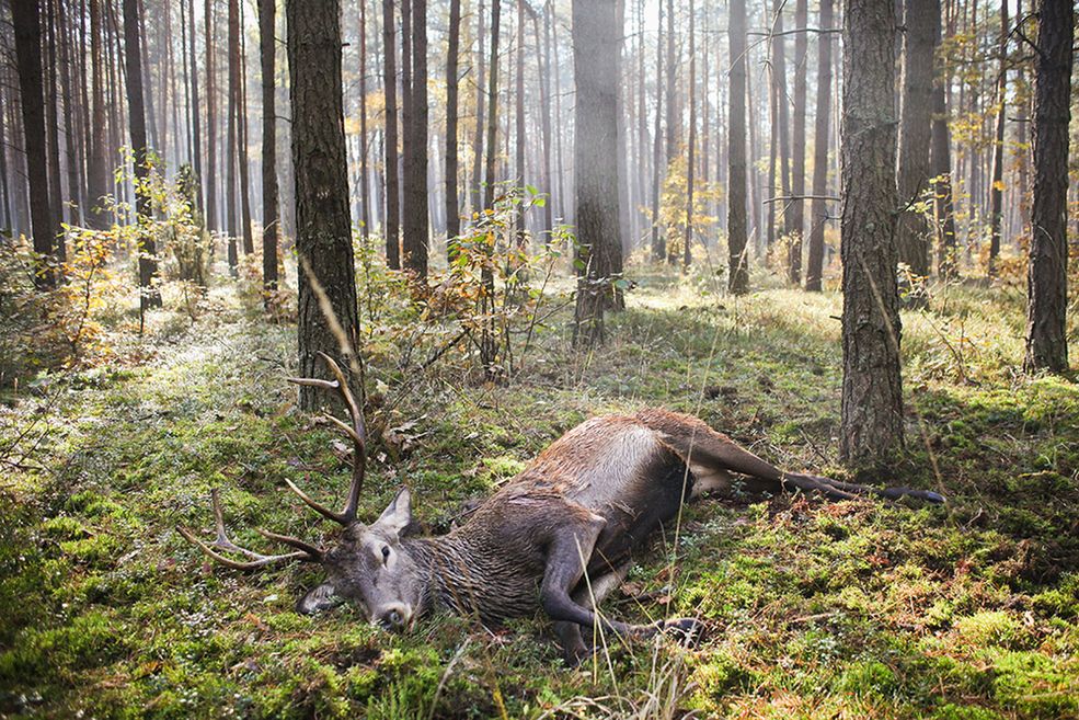Zdjęcie pojedyncze - zwycięzca w kategorii ŚRODOWISKO © Tomasz Adamowicz, „Gazeta Polska Codziennie” Spała. Zdjęcie pochodzi z fotoreportażu przedstawiającego tradycję łowiecką kultywowaną w Polsce, mimo że budzi kontrowersje. Jeleń zastrzelony podczas Hubertusa Spalskiego. 20 października 2012
