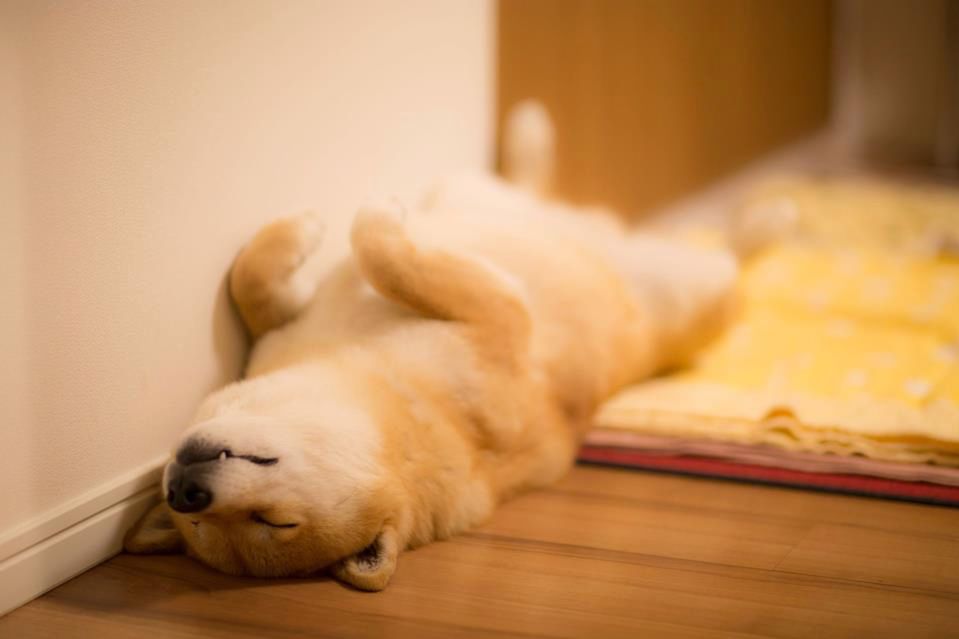 Czy to słynny Pieseł? Nie, to Maru. Najbardziej uśmiechnięty pies Japonii, która podbija serca ludzi na całym świecie. Maru to 7-letni shiba inu. Lubi spacerować po plaży, bawić się swoimi zabawkami i robić mnóstwo innych rzeczy, oczywiście z niezaprzeczalnym urokiem. Ma własną stronę i fanpage. Wow wow…
