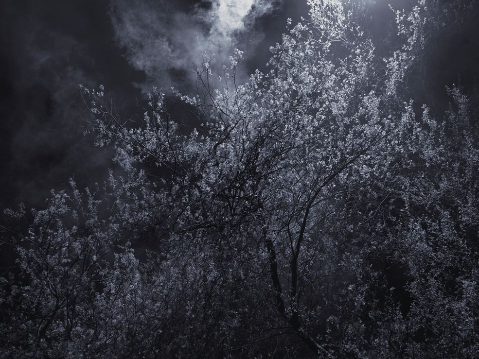 Fotograf mówi, że dla niego noc jest prowokacją oraz sposobem na znalezienie odosobnienia. W swoim projekcie „Blossom” przedstawia kwitnące drzewa skąpane w mroku. Jedynym obiektem na jego zdjęciu jest drzewo z pojedynczymi delikatnymi kwiatami, odizolowane od reszty świata. Rene Koster dla podkreślenia kształtu roślin stosuje specyficzne oświetlenie, które pozwala wyłonić je z mroku.