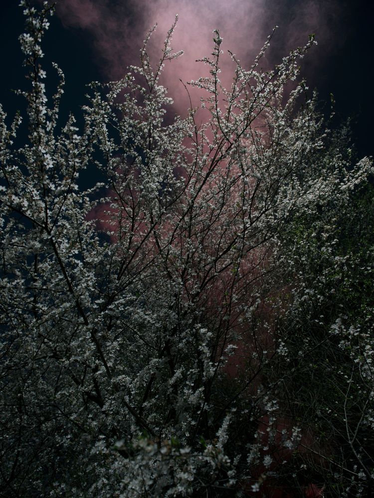 „Blossom” to projekt, w którym artysta buduje dramatyzm bez potrzeby tworzenia realnych dramatów i niedopowiedzeń. Wszystko obraca się wokół tematyki tragedii, która jest znacząca dla Kostera. Izolując naturę, fotograf pragnie pokazać jej nieokiełznaną siłę.
