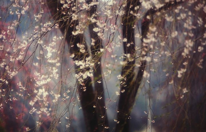 10 Kwitnące wiśnie. Fot. Hideyuki Katagiri