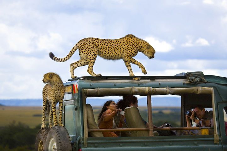 3 Gepardy na samochodzie turystów w kenijskim parku Masai Mara. Fot. Yanai Bonneh
