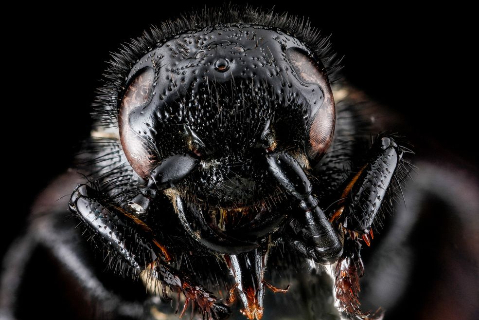 4 Osa Scolia dubia, fot. USGS Bee Inventory and Monitoring