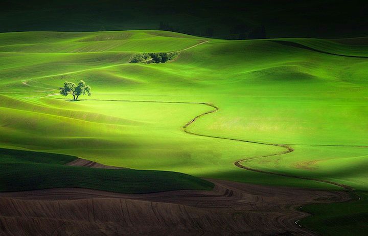 15 Samotne drzewo w krajobrazie - zdjęcie zrobione w stanie Waszyngton. Fot. esse Summers/National Geographic Traveler Photo Contest