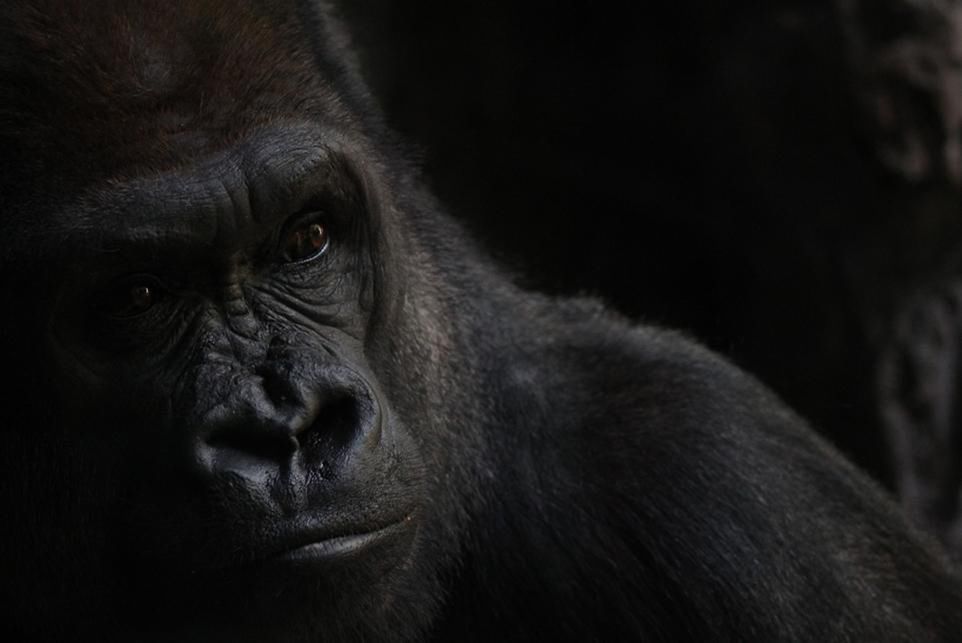 14 Głosowanie na stronie organizatora trwa do 29 marca br.
Portret goryla z nowojorskiego zoo. Fot. Vanessa Bartlett.
