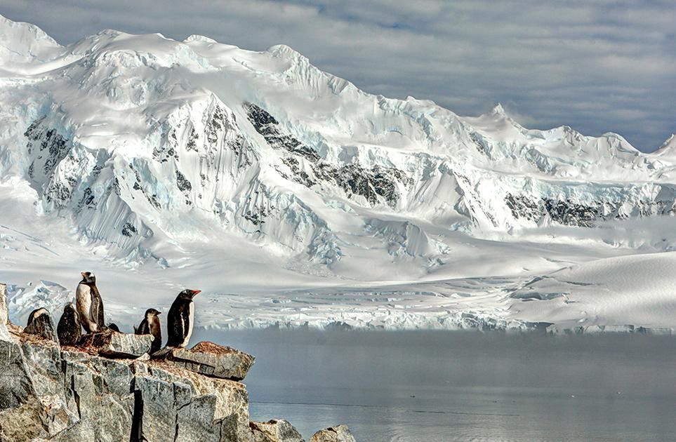17 Rodzina pingwinów, Damoy Point, Antarktyda. Fot. Neal Piper.