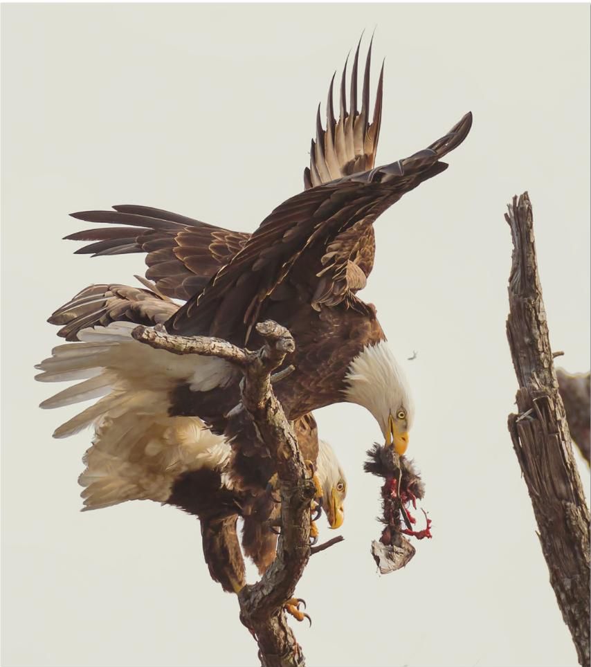 18 Orły bieliki dzielą się posiłkiem. Zdjęcie wykonane w Reelfoot Lake State Park, Tennessee. Fot. Don Holland.